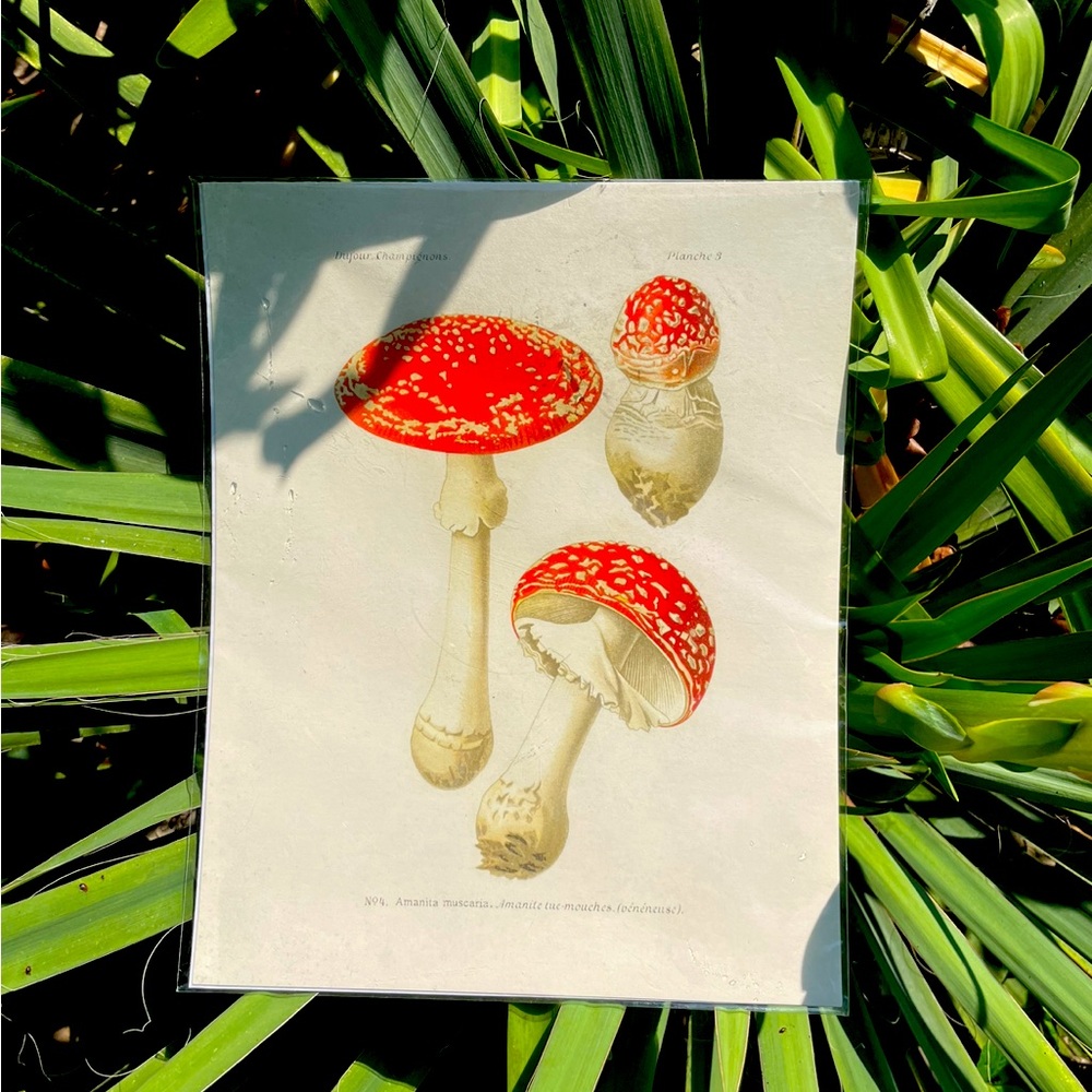 Magic Mushrooms Print By Curious Prints